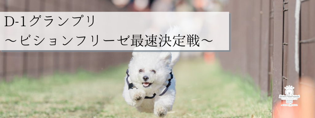 D-1グランプリ – ビションフリーゼ最速決定戦 –