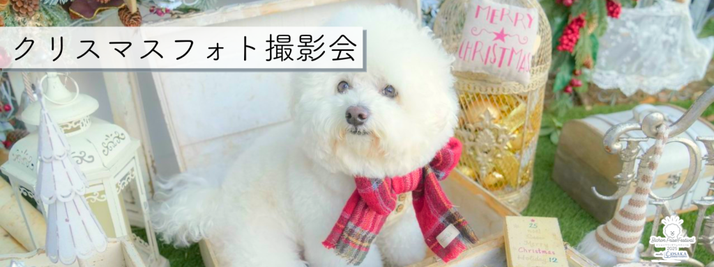 クリスマスフォト撮影会@大阪北港マリーナ