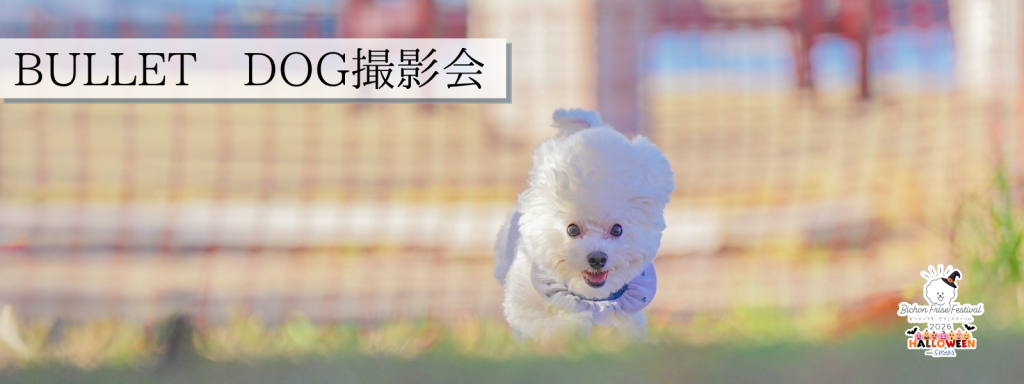 BULLET DOG撮影会@大阪北港マリーナ