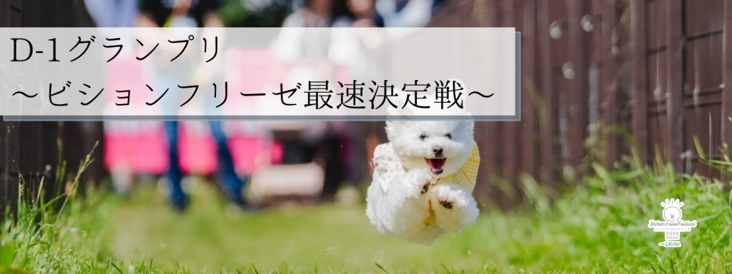 D-1グランプリ – ビションフリーゼ最速決定戦@大阪北港マリーナ