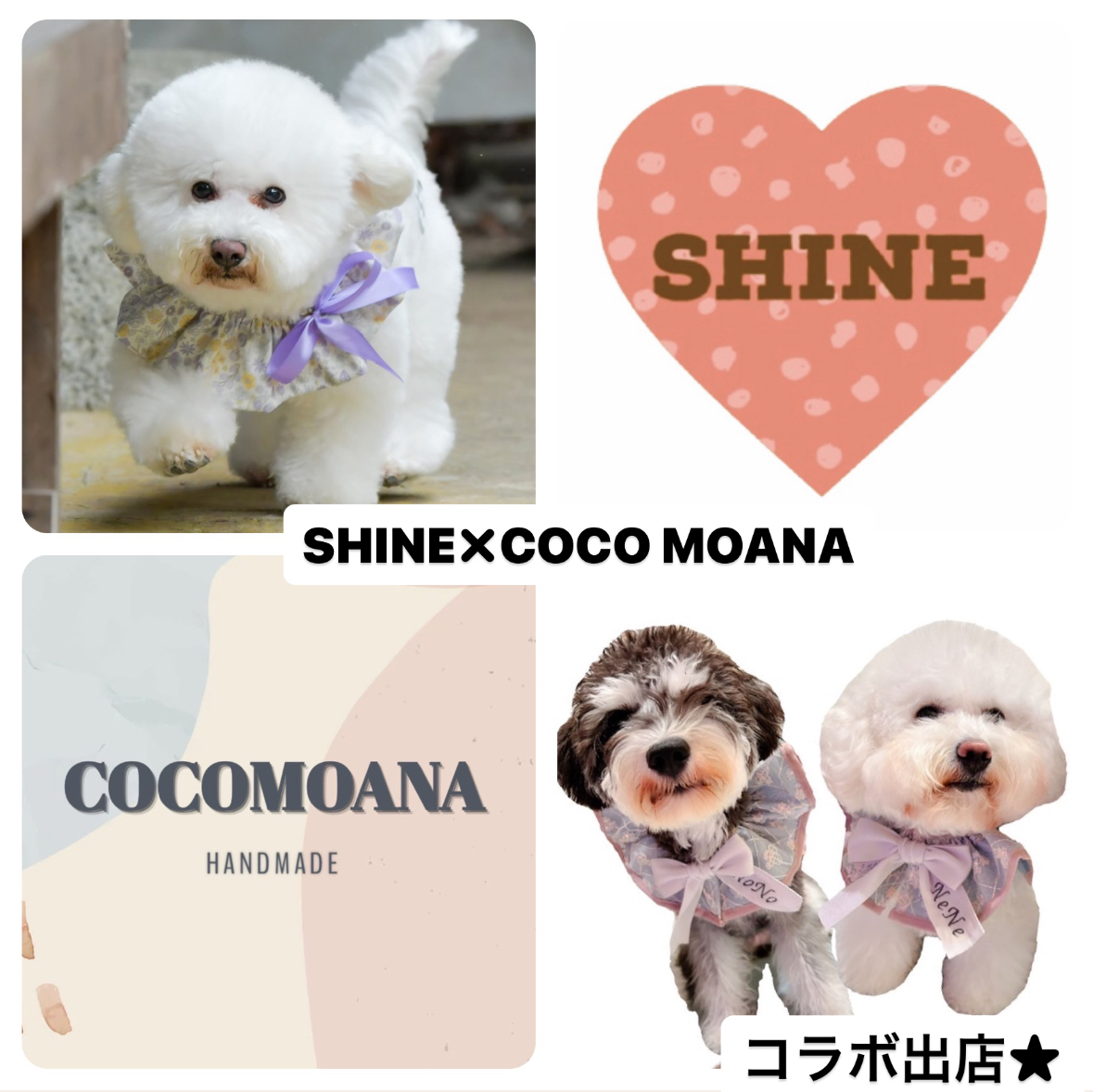 SHINE★ ✗ COCO MOANA