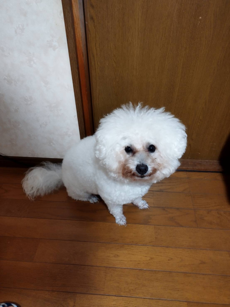 ぽうらちゃん