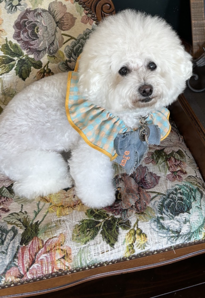 アンジュちゃん